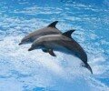 Дельфины вдохновляют на создание новых технологий