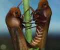 Ученые обнаружили древнее спаривание насекомых