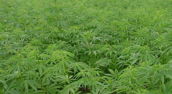Россия знает где выращивают наркотические растения в зарубежных странах