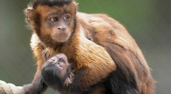 Учёные: обезьяны прибыли в Южную Америку из Африки 36 млн лет назад